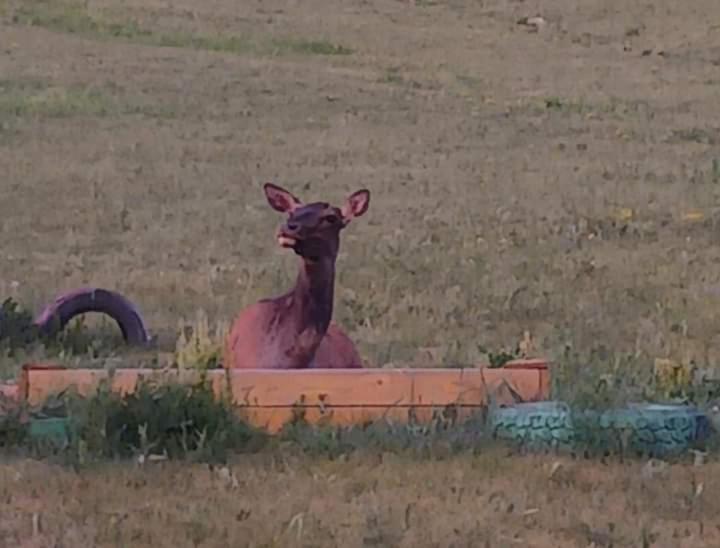 Apache Eco Camp, Terelj Nationalpark Mongolia Otel Bayan Bulagiin Hural Dış mekan fotoğraf